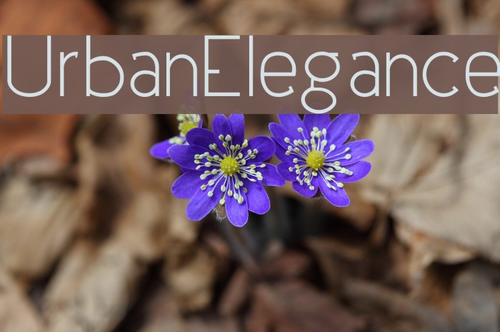 UrbanElegance Font examples
