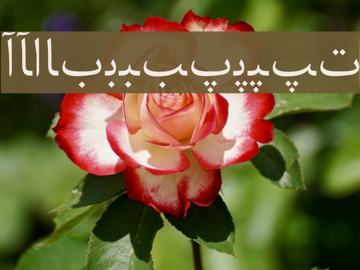 Urdu Web Font examples