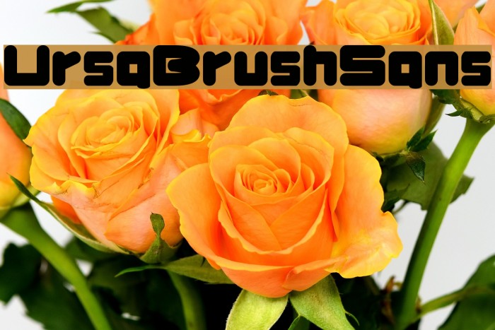 UrsaBrushSans Font examples