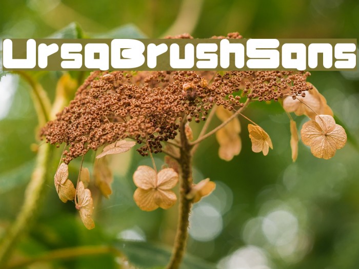 UrsaBrushSans Font examples