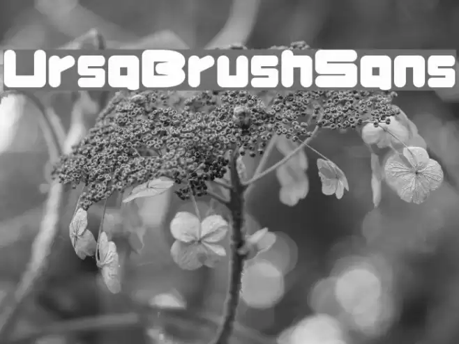 UrsaBrushSans Шрифта examples