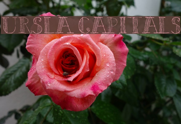 Ursula Capitals Font examples