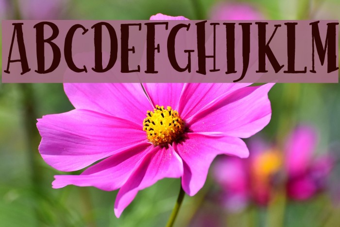 Usual Day One Font examples
