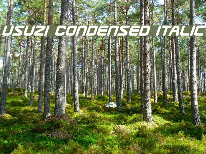 Usuzi Condensed Italic Font examples