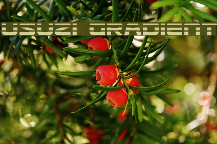 Usuzi Gradient Font examples