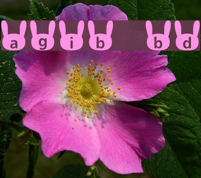 usagi_b Bold Font examples