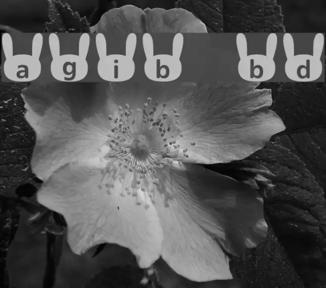 usagi_b  Bold Font examples