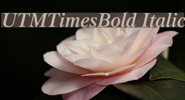 UTMTimesBold Italic Font examples