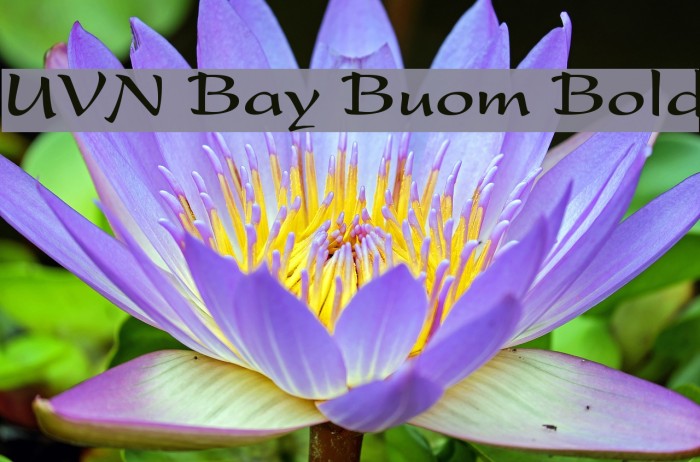 UVN Bay Buom Bold Example 1