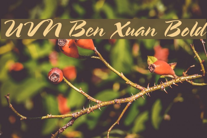 UVN Ben Xuan Bold Font examples