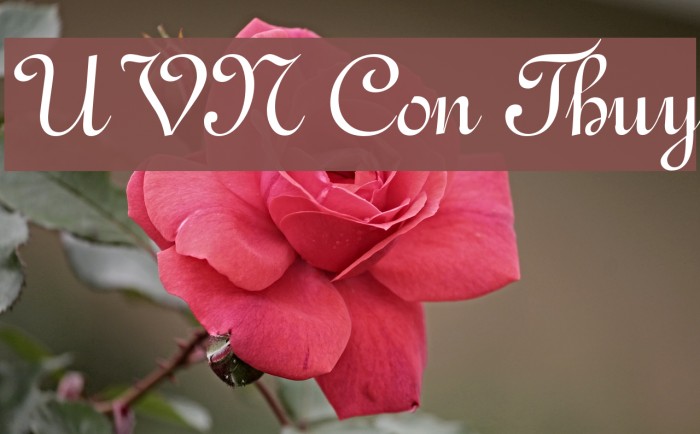 UVN Con Thuy Font examples