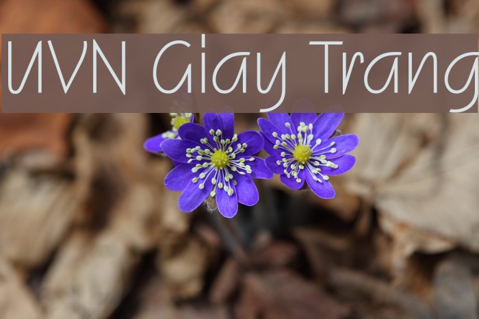 UVN Giay Trang Font examples