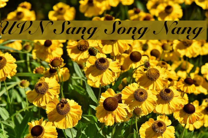 UVN Sang Song Nang Font - FFonts.net