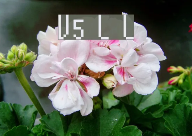 V5 Loxica Lixera Example 2