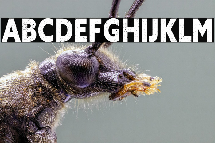 VANDAL Free Font Example 3