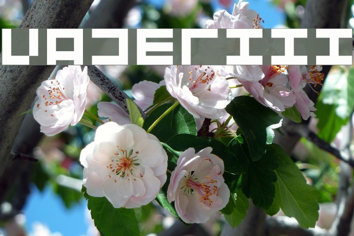 Vaderiii Font examples