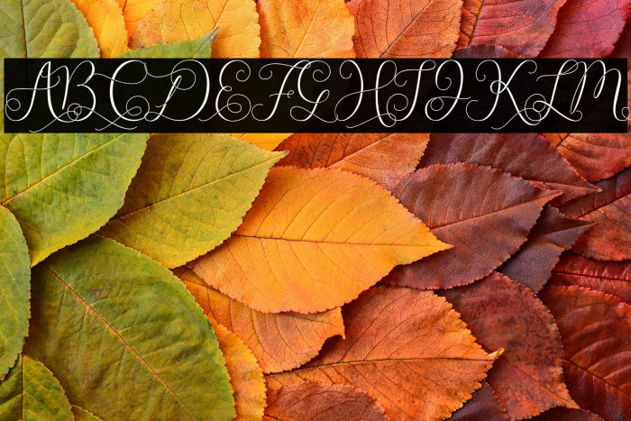 Vaelarmoster Example 1