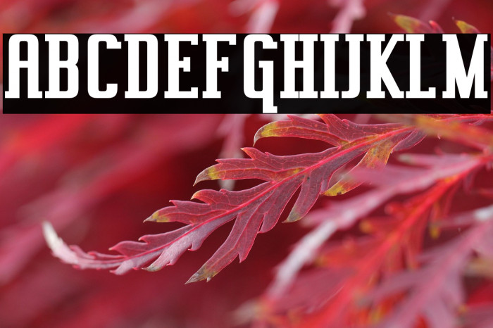 Vahika-Bold Example 1