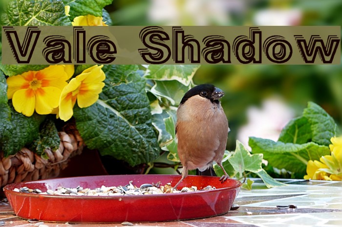 Vale Shadow Font examples