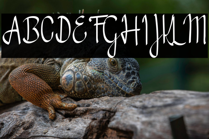 Valencia Script Example 1