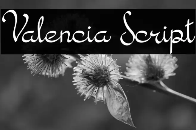 Valencia Script Font examples