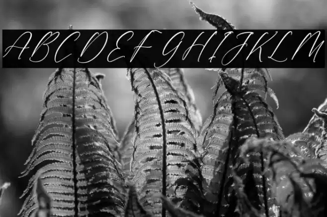 Valentina Goldwyn DEMO VERSION Italic Font examples