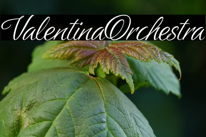 Valentina Orchestra Example 2