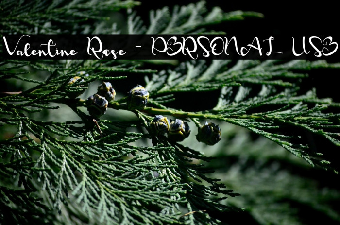 Valentine Rose - PERSONAL USE Example 2