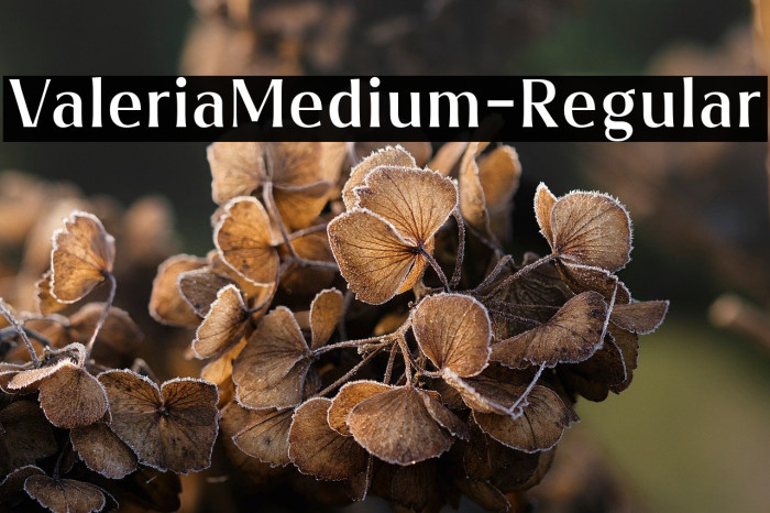 ValeriaMedium-Regular Example 2