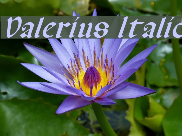 Valerius Italic Font examples