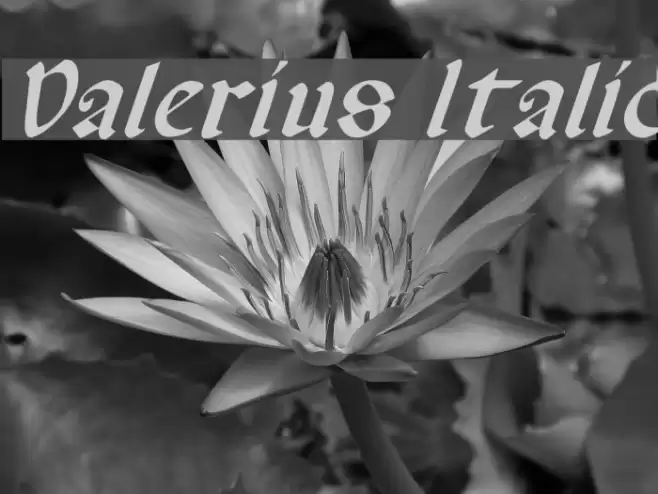 Valerius Italic Fonte examples