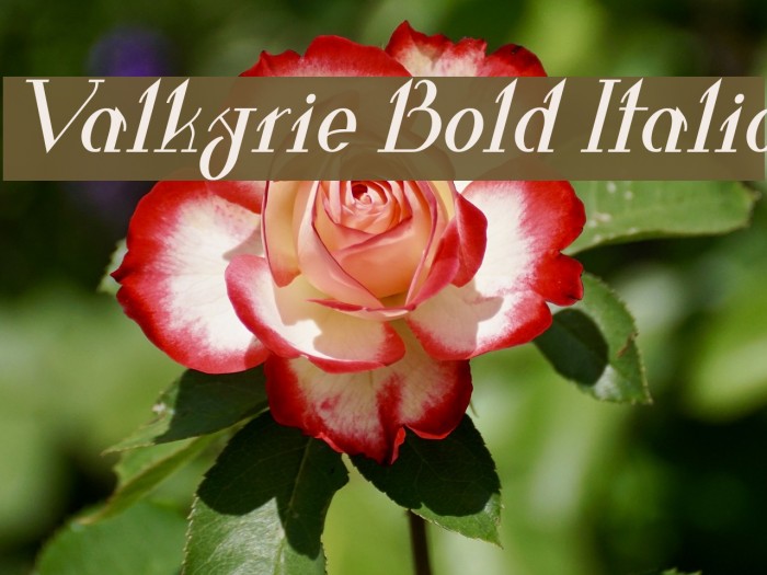 Valkyrie Bold Italic Example 1
