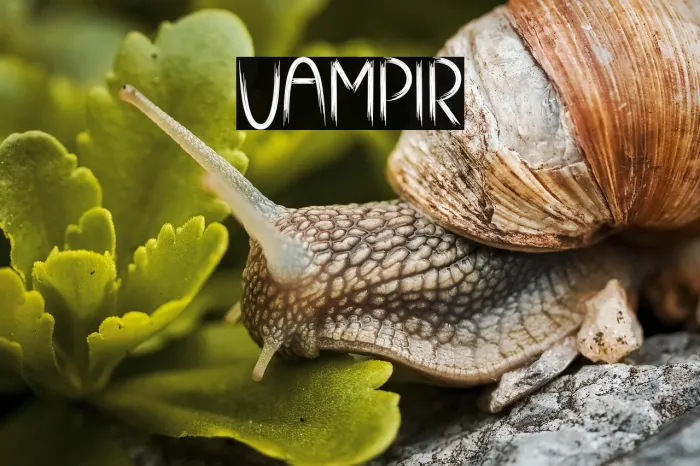 Vampir Example 2