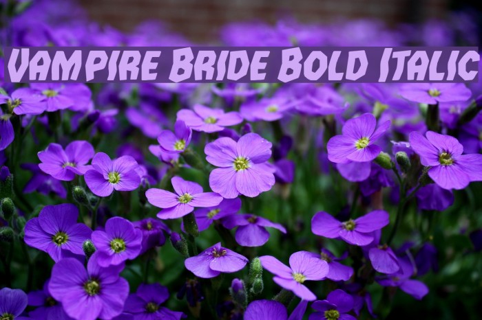 Vampire Bride Bold Italic Font examples