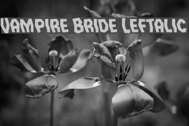 Vampire Bride Leftalic Font examples