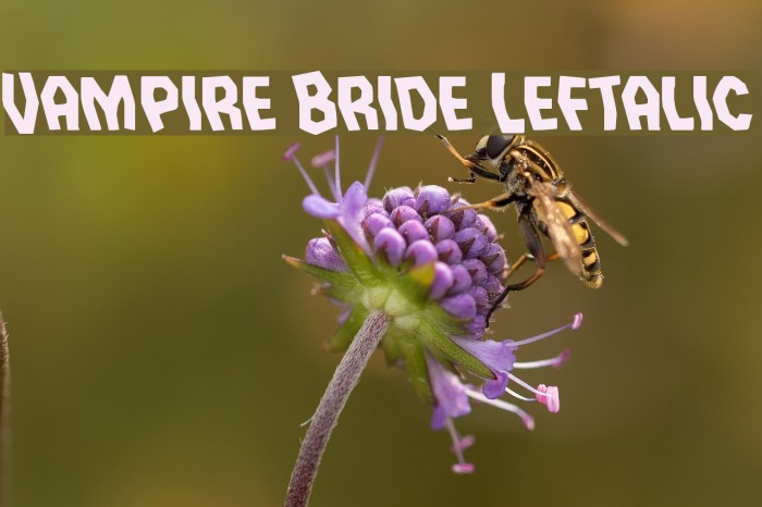 Vampire Bride Leftalic Example 3