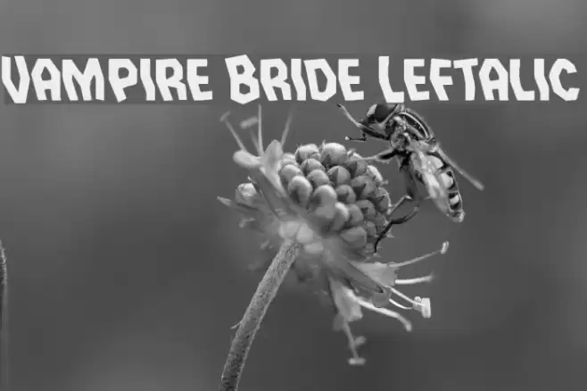 Vampire Bride Leftalic Font examples