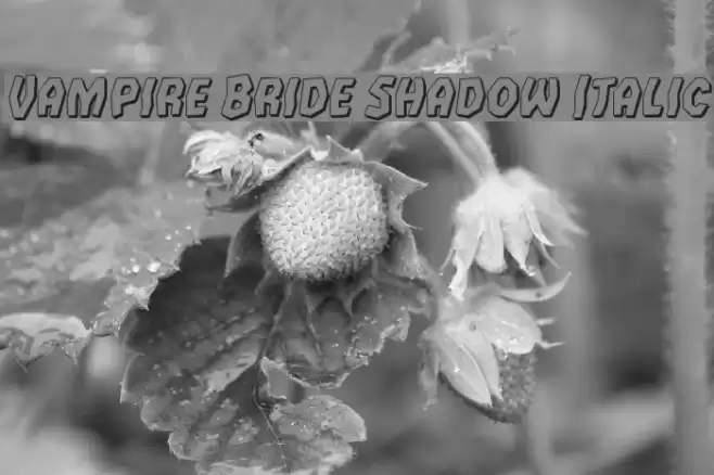 Vampire Bride Shadow Italic Font examples