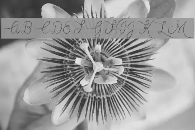 VampireHeart Font examples