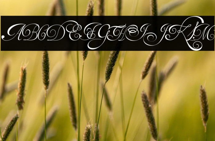 Van den Velde Script Example 2