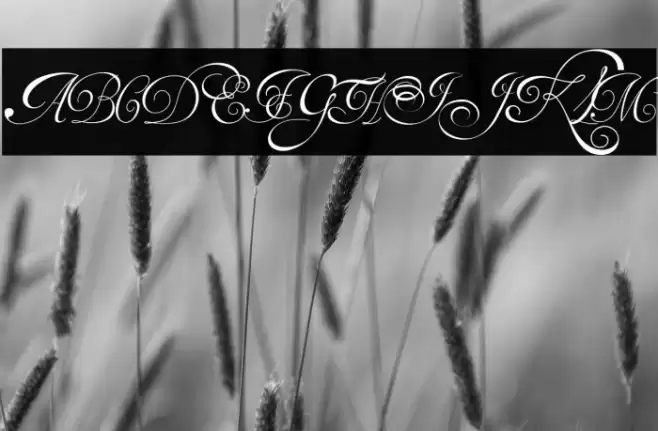 Van den Velde Script Font examples