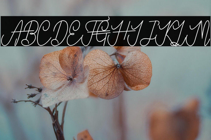 VanBastenBold-Bold Example 3