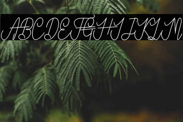 VanBastenBold-Bold Example 1