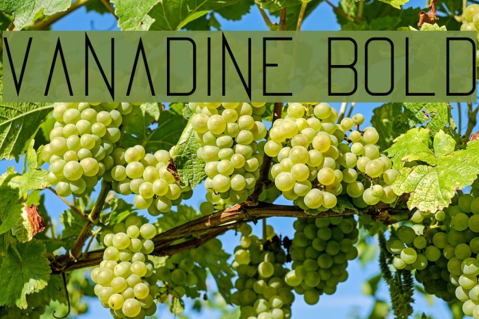 Vanadine Bold Font examples