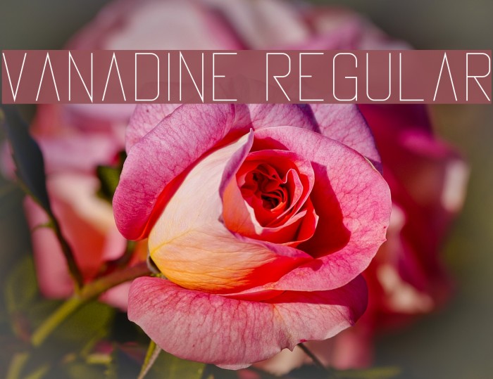 Vanadine Regular Font examples