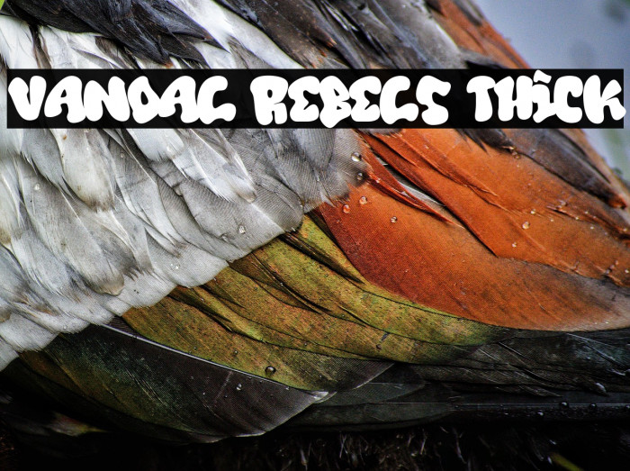 Vandal Rebels Thick Example 1