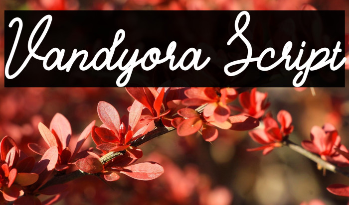Vandyora Script Example 1