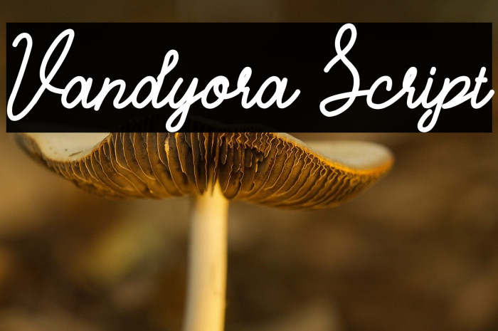 Vandyora Script Example 2