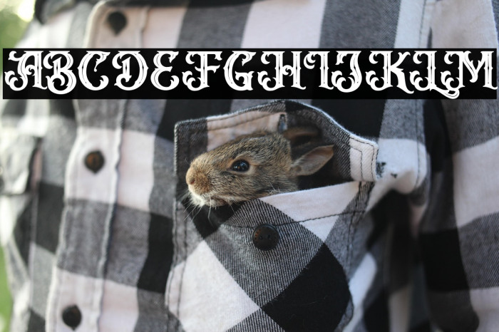 VanguardFREE Example 3