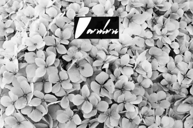 Vaniline Font examples